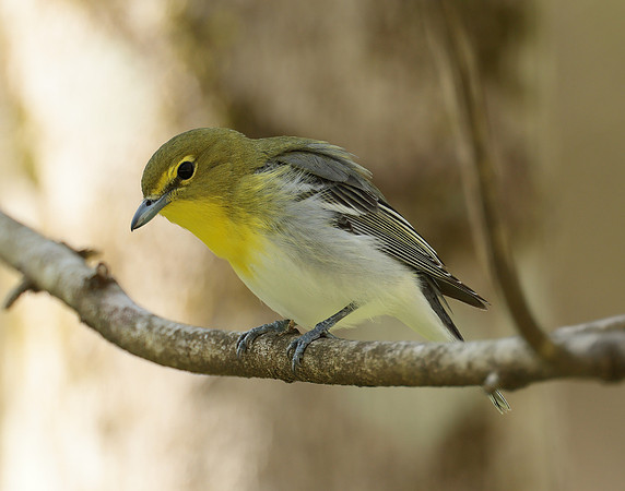Yellow-throated Vireo Vireo flavifrons