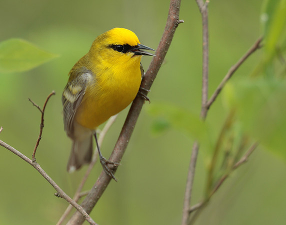 Blue-winged Warbler Vermivora cyanoptera