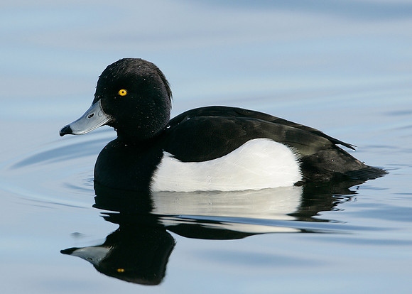 Tufted Duck Aythya fuligula