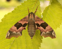 69.001 BF1979 Lime Hawk-moth Mimas tiliae