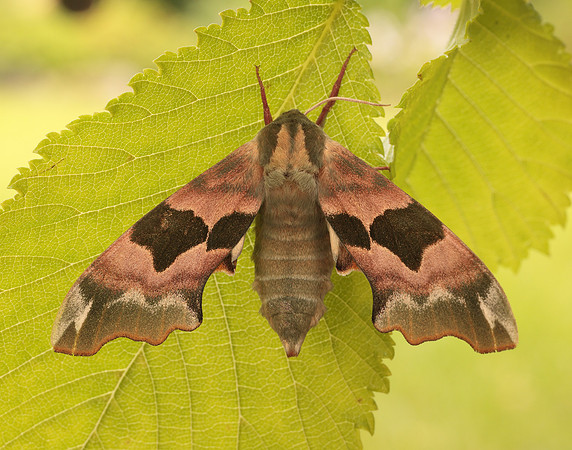 69.001 BF1979 Lime Hawk-moth Mimas tiliae