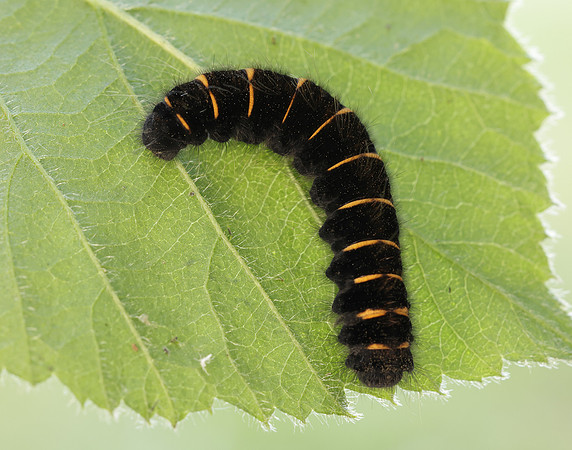 66.008 BF1638 Fox Moth Macrothylacia rubi