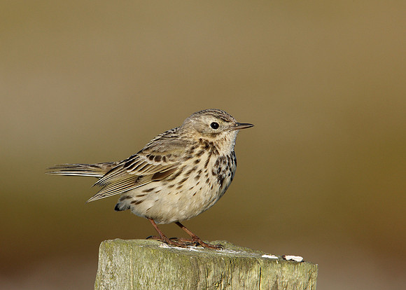 Meadow Pipit Anthus pratensis