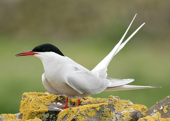 Arctic Tern Sterna paradisaea