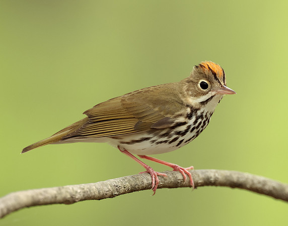 Ovenbird Seiurus aurocapilla