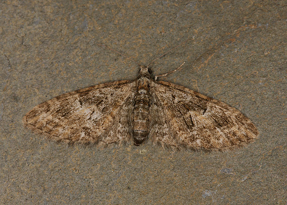 70.156 BF1852 Brindled Pug Eupithecia abbreviata