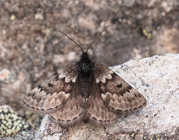 70.289 BF1965 Black Mountain Moth Glacies coracina
