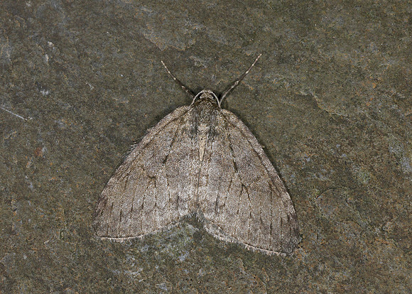 70.107-10 BF1795-98 November Moth agg Epirrita agg