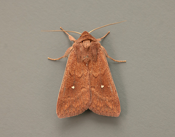 73.297 BF2194 White-point Mythimna albipuncta