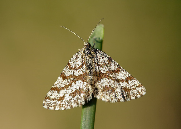 70.275 BF1952 Common Heath Ematurga atomaria atomaria
