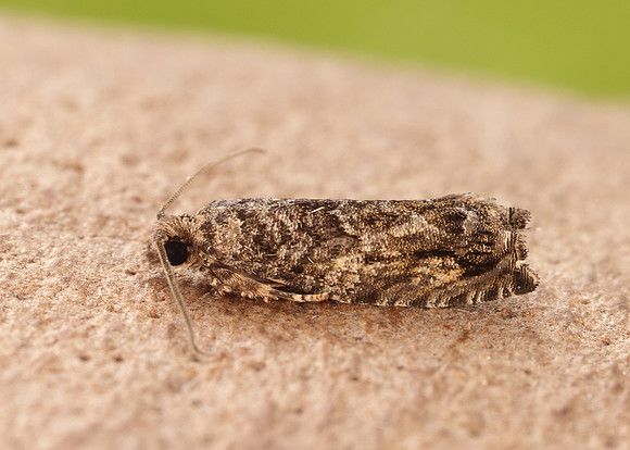 49.255 BF1138 Epinotia nisella