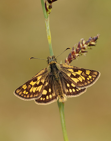 Chequered Skipper Carterocephalus palaemon