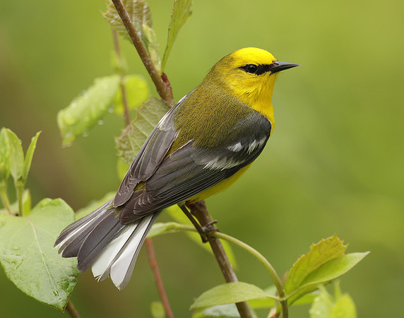 Blue-winged Warbler Vermivora cyanoptera