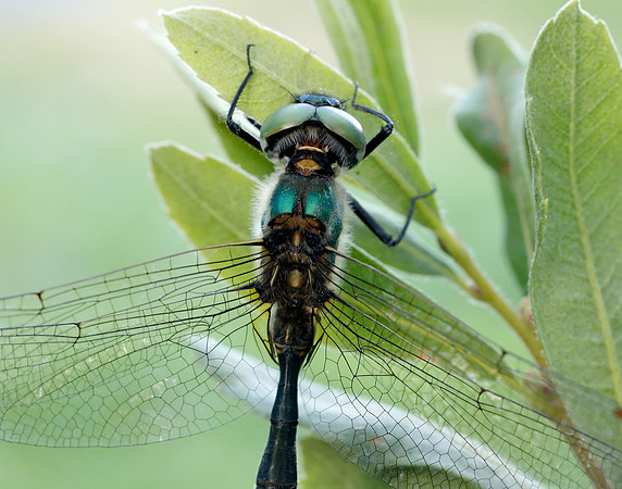 Northern Emerald Somatochlora arctica