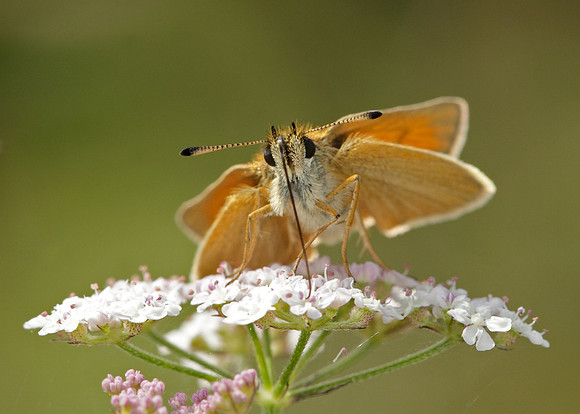 Essex Skipper Thymelicus lineola