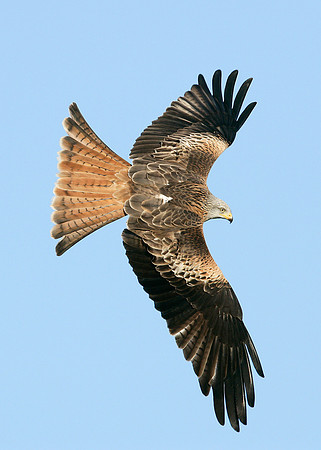 Red Kite Milvus milvus