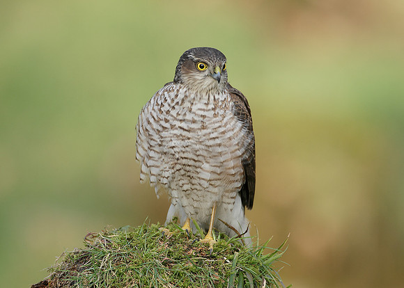 Sparrowhawk Accipiter nisus