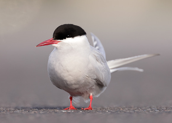 Arctic Tern Sterna paradisaea