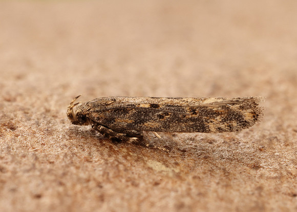 35.118 BF814 Beet Moth Scrobipalpa ocellatella