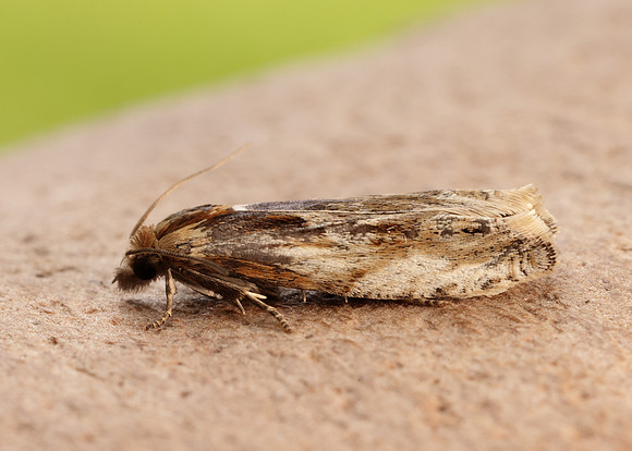 49.265 BF1201 Eucosma cana