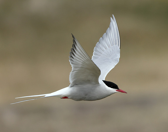 Arctic Tern Sterna paradisaea