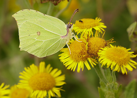 Brimstone Gonepteryx rhamni