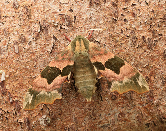 69.001 BF1979 Lime Hawk-moth Mimas tiliae
