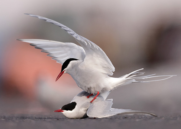 Arctic Tern Sterna paradisaea