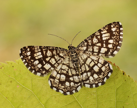 70.218 BF1894 Latticed Heath Chiasmia clathrata