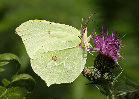 Brimstone Gonepteryx rhamni