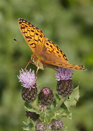 Dark Green fritillary Argynnis aglaja