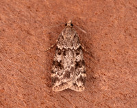 63.066 BF1333 Scoparia pyralella