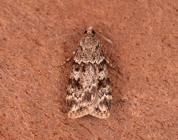 63.066 BF1333 Scoparia pyralella