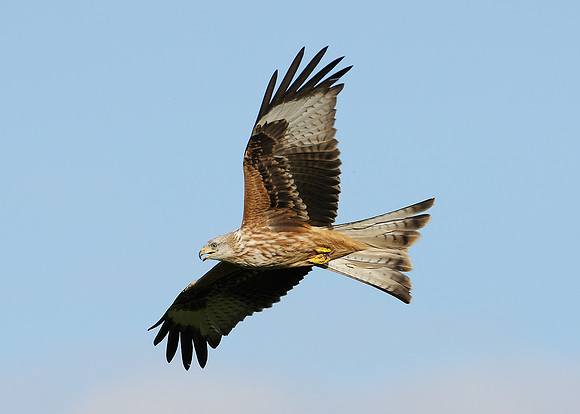 Red Kite Milvus milvus