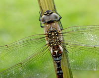 Migrant Hawker Aeshna mixta