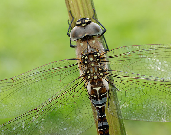 Migarnt Hawker Aeshna mixta