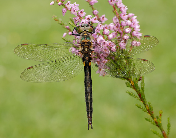 Northern Emerald Somatochlora arctica