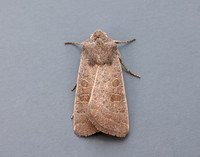 73.099 BF2384 Vine's Rustic Hoplodrina ambigua
