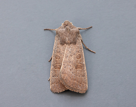 73.099 BF2384 Vine's Rustic Hoplodrina ambigua
