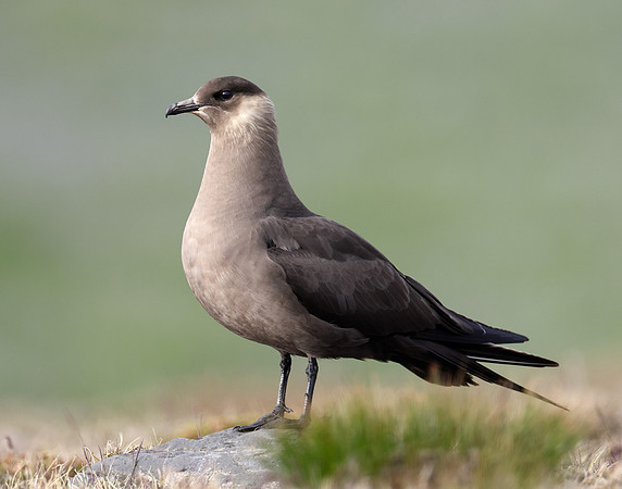 Arctic Skua Stercorarius parasiticus