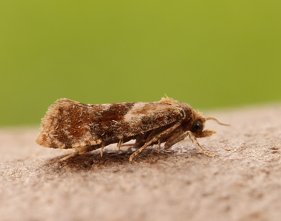 49.129 BF959 Cochylidia rupicola