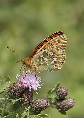 Dark Green fritillary Argynnis aglaja