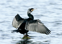 Cormorant Phalocrocorax carbo