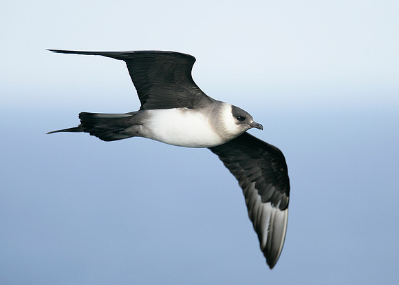 Arctic Skua Stercorarius parasiticus