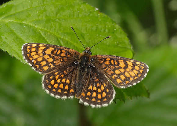 Heath Fritillary Melitaea athalia
