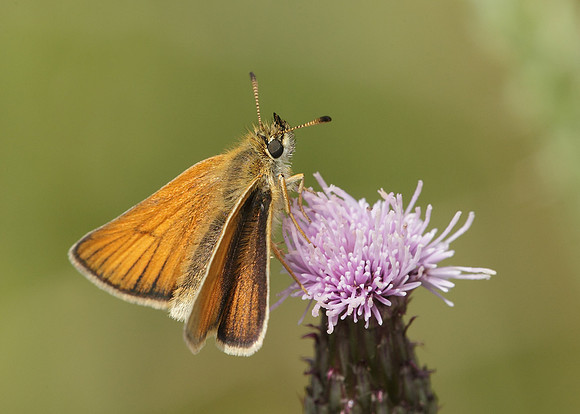 Essex Skipper Thymelicus lineola
