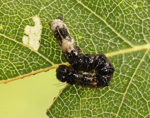 73.036 BF2281 Alder Moth Acronicta alni
