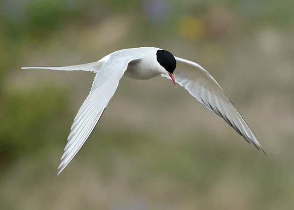 Arctic Tern Sterna paradisaea