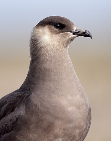 Arctic Skua Stercorarius parasiticus