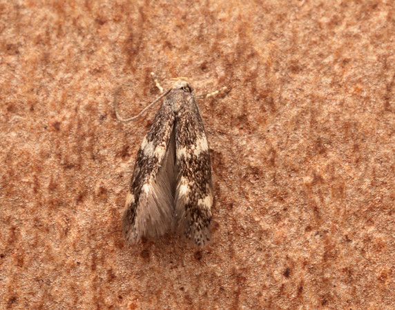 38.030 BF601 Elachista albifrontella